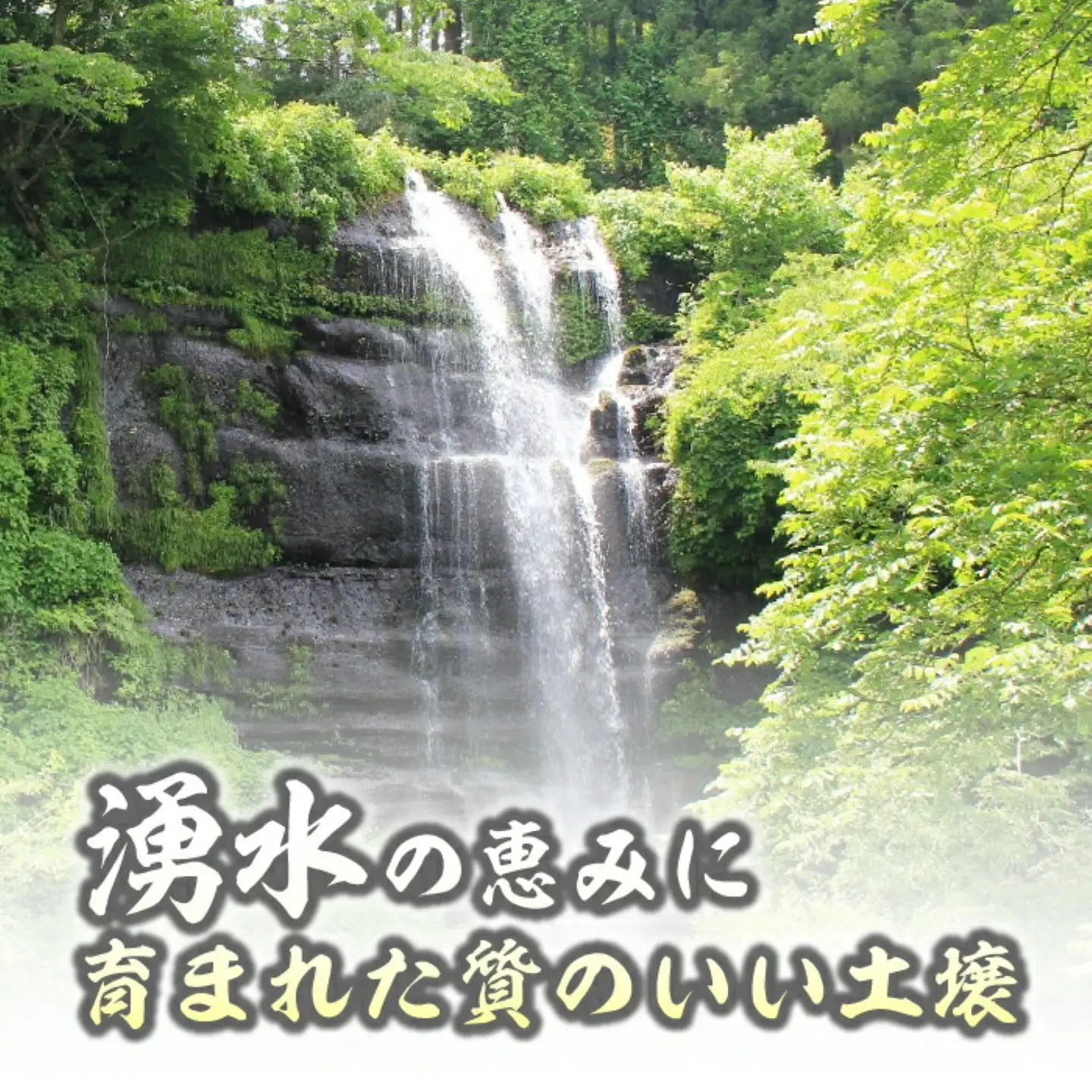 コシヒカリ10kg（5kg×2袋）＜都留市産＞【令和7年産】　　お米　米　おコメ　コメ　コシヒカリ　こしひかり