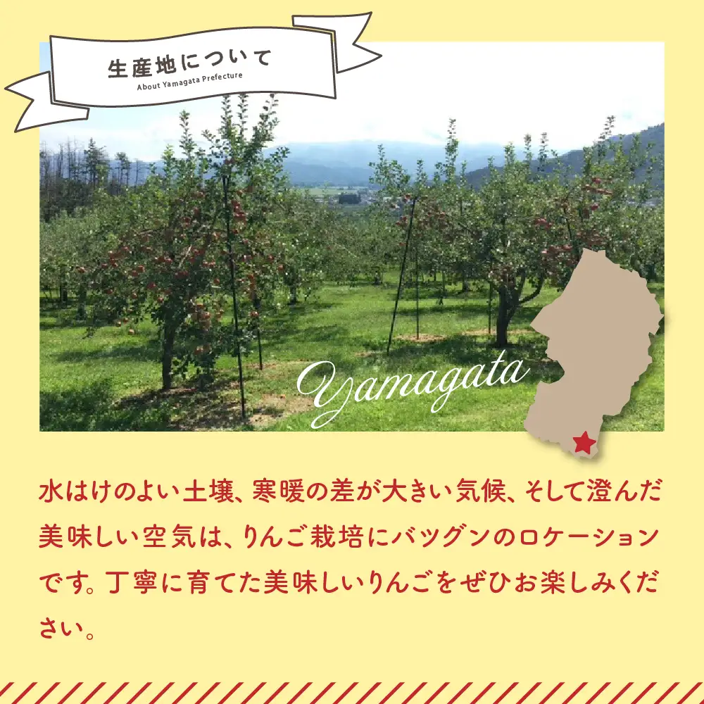 りんご 令和8年産 訳あり りんご サンふじ 約10kg