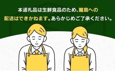 先行予約 宮浦産 蔵出し 日向夏 計2.5kg以上 化粧箱入り_BC130-25