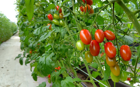 ミニトマト 「北海道ルビー」 （1kg）とミニトマトジュース（200ml×5本）セット 野菜 トマト ミニトマト 高糖度  飲料 ジュース 北海道 浦臼町 【2026年6月下旬～2026年10月下旬発送予定】 