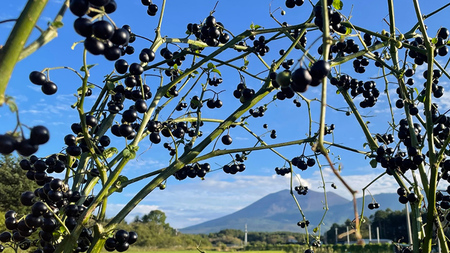 浅間高原ハックルベリージャム あやめ亭 [AE001tu]