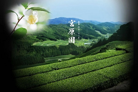 知覧茶 みやはら伴左エ門2本【1185922】