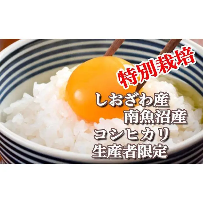 【令和7年産】【定期便：5Kg×3ヶ月】特別栽培 生産者限定  南魚沼しおざわ産コシヒカリ【定期便 銘柄米 ブランド米 精米 こしひかり コシヒカリ 魚沼産 新潟米 産地直送 お米 米 こめ コメ ご飯 御飯 ごはん】