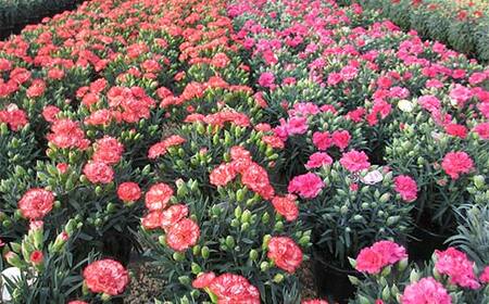 カーネーション6号鉢（18cm） F4N-1396