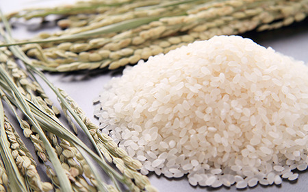 73-7N106A【6ヶ月連続お届け】新潟県長岡産コシヒカリ10kg