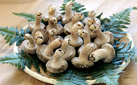 【乾燥椎茸90g】金のどんこ・銀のこうしん 乾物 干し椎茸 干ししいたけ しいたけ 