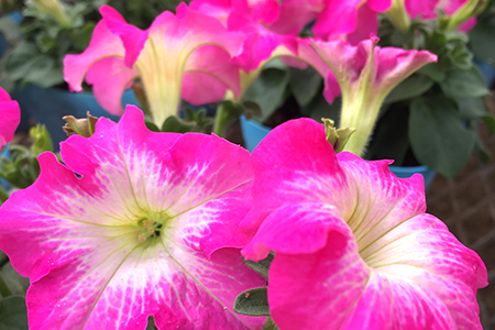 季節の草花 詰め合わせ ポット苗＜15?20個＞｜花苗 ポット苗 宿根草 多年草 一年草 園芸 ガーデニング 菜花村 埼玉県 杉戸町
