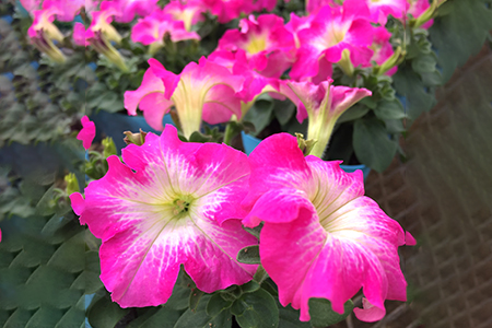 【ふるさと納税】季節の草花 詰め合わせ 年3回定期便＜1回15?20個／計45?60個（ポット苗）＞ | 園芸 ガーデニング 宿根草 多年草 一年草 菜花村 埼玉県 杉戸町
