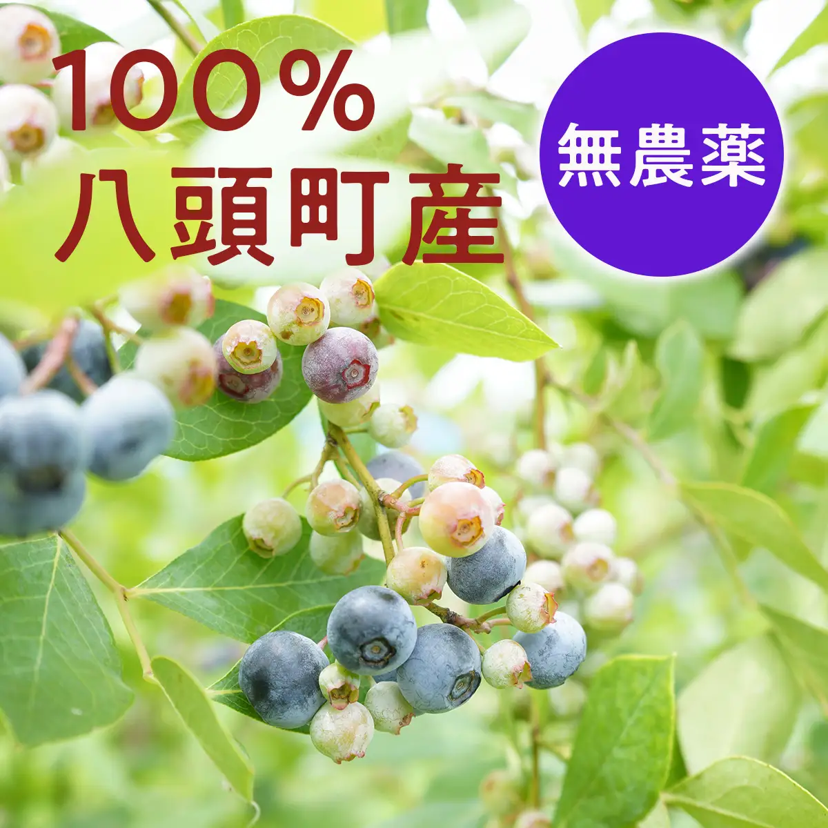 Y112 完熟有機ブルーベリー1kg【有機JAS認定】