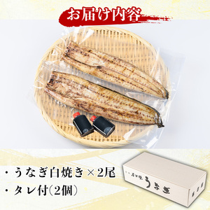 国産！うなぎ白焼き(2尾・タレ付き) 国産 九州産 鰻 ウナギ うな重 うなじゅう 蒲焼 かばやき 白焼 しろやき 土用 丑の日 うな丼 タレ タレ付 おかず 冷蔵 特産品 お土産 ギフト プレゼント【尾方屋】_y134