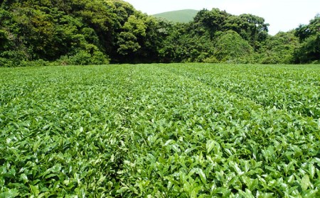 【100％有機オーガニック】 有機緑茶 ３本セット 緑茶 茶葉 オーガニック セット 五島市/グリーンティ五島 [PAV004]