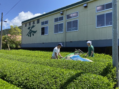 11-27 いりたて焙じ茶  紐付きティーバッグ5袋