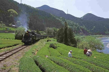 33-10 徳用抹茶入り煎茶ティーバッグ300個(50個入×2袋×3ヶ月)