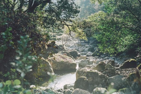 鹿モモ肉 約700g [日添 熊本県 五木村 51120300]