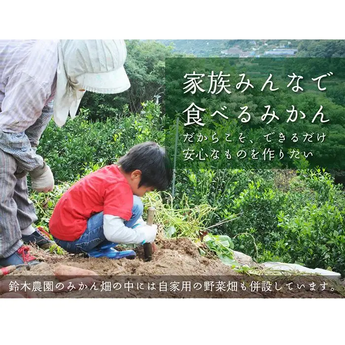訳ありみかん 5kg 混合サイズ みかん 和歌山県海南市鈴木農園から直送