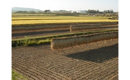 【寄附額改訂↓】令和8年新米予約【6回定期便】八重原米6kg（2kg×3袋）合計 36kg 白米　※2026年10月以降順次発送｜笹屋農園「農薬削減長野県認証取得」 先行予約 お米