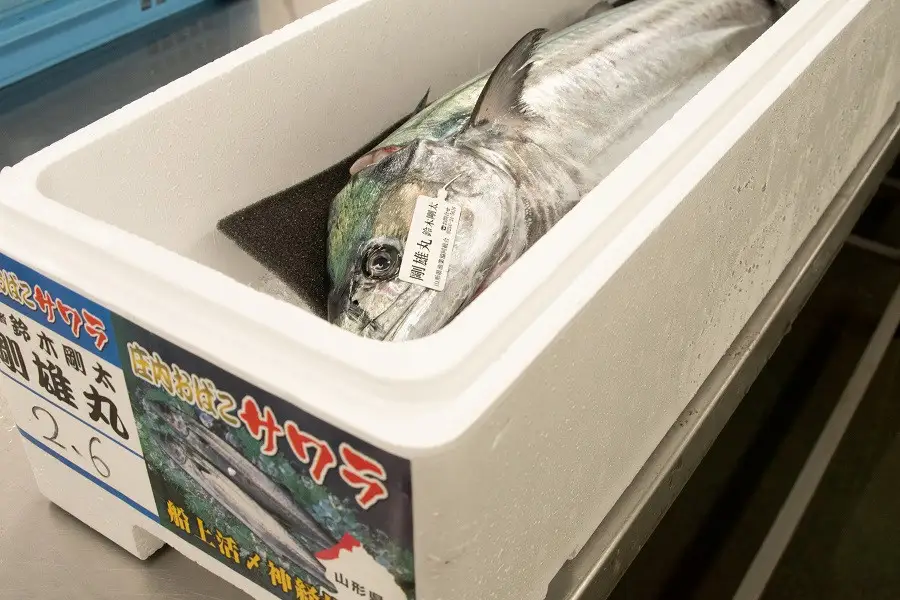 B01-255　庄内おばこサワラしゃぶしゃぶ