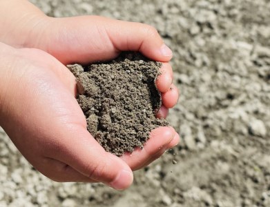 淡路島スイートオニオン 淡路島産新玉ねぎ　５kg　◆配送3月上旬-6月下旬頃