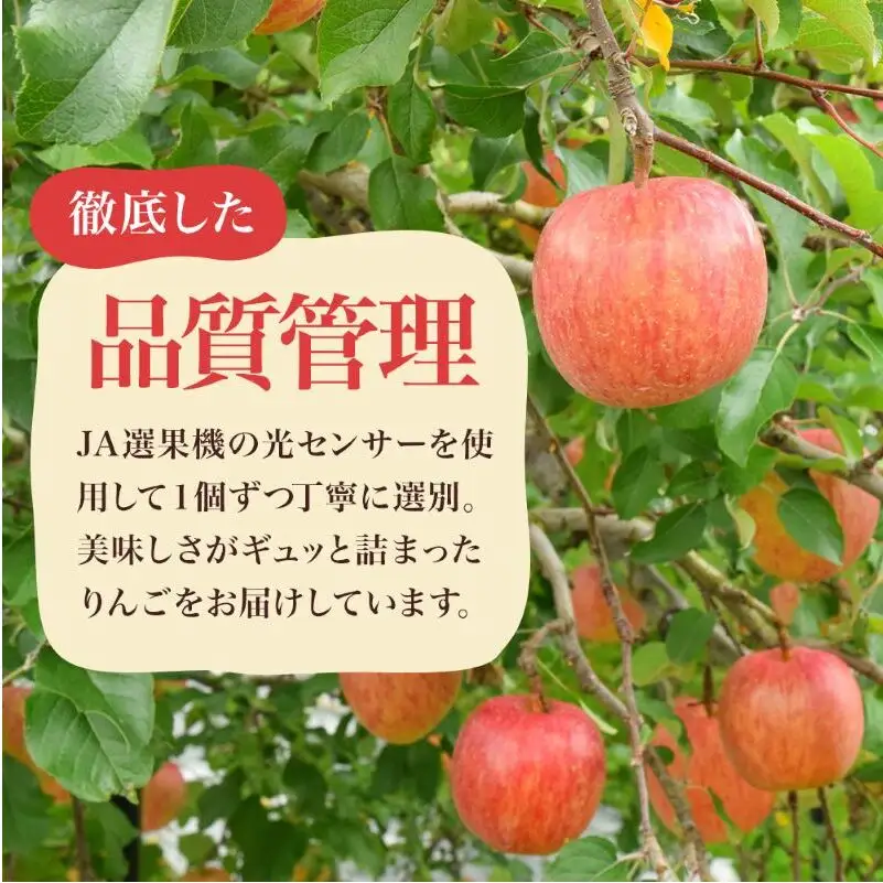 りんご シナノスイート 秀品 約5kg 12～20玉入 長野県産 果物類 林檎  リンゴ フルーツ 