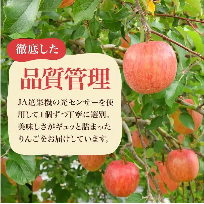 【先行予約】令和8年度産 訳あり りんご シナノスイート 約10kg 24～40玉入 家庭用 フルーツ 果物 甘い 訳あり おいしい 林檎