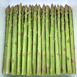 アスパラ王子が育てた自慢のアスパラ「Lサイズ」1kg（さぬきのめざめ おおもりや）【予約受付：ご用意でき次第発送】【H-54】