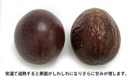 【2026年発送】津嘉山パッションフルーツ　約1kg