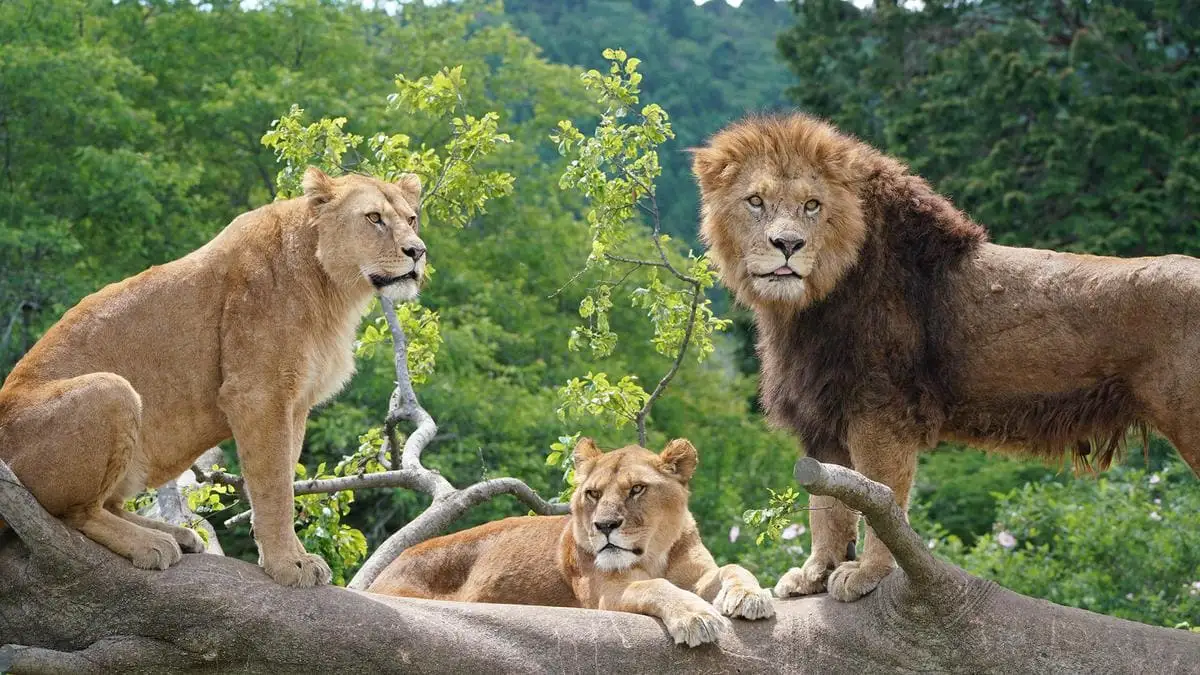 動物園 静岡 富士サファリパーク 大人 2枚 小人 1枚 入場券 サファリパーク 動物 子供 家族 お出かけ チケット 券 ギフト券 体験チケット ギフト プレゼント 贈答 贈答品 贈り物 旅行 観光 入園券 優待券 静岡県 裾野 裾野市