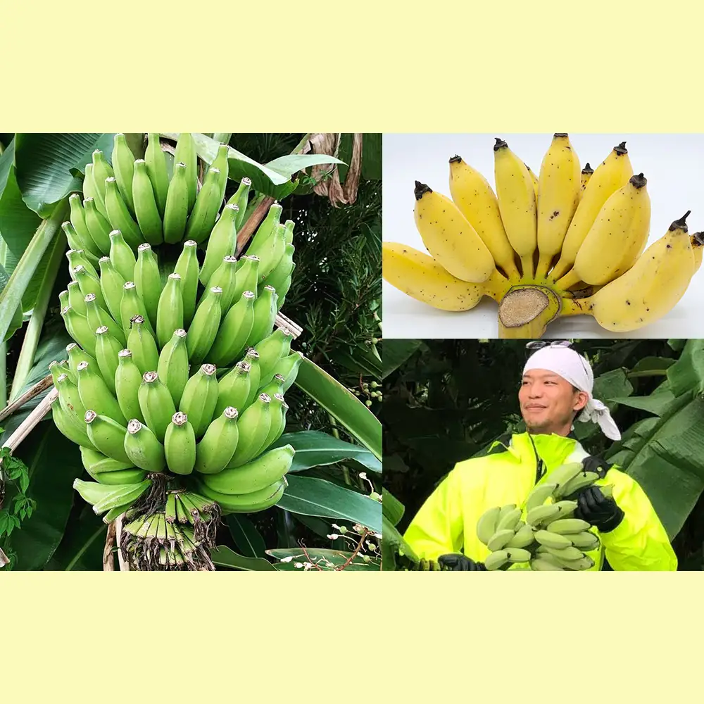 【沖縄県産】寛尚ファームのワクワクバナナ　2kg