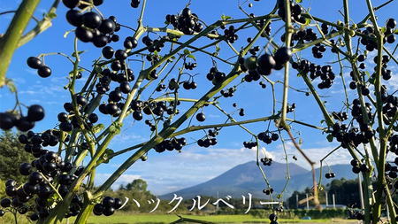浅間高原ハックルベリージャムと浅間高原花豆の甘納豆の詰め合わせ [AE003tu]