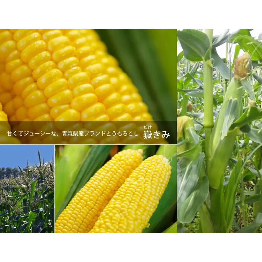 【26年8月下旬～クール便発送】とうもろこし【先行受付】朝採り嶽きみ 20本（L～２Lサイズ）弘前市嶽高原産