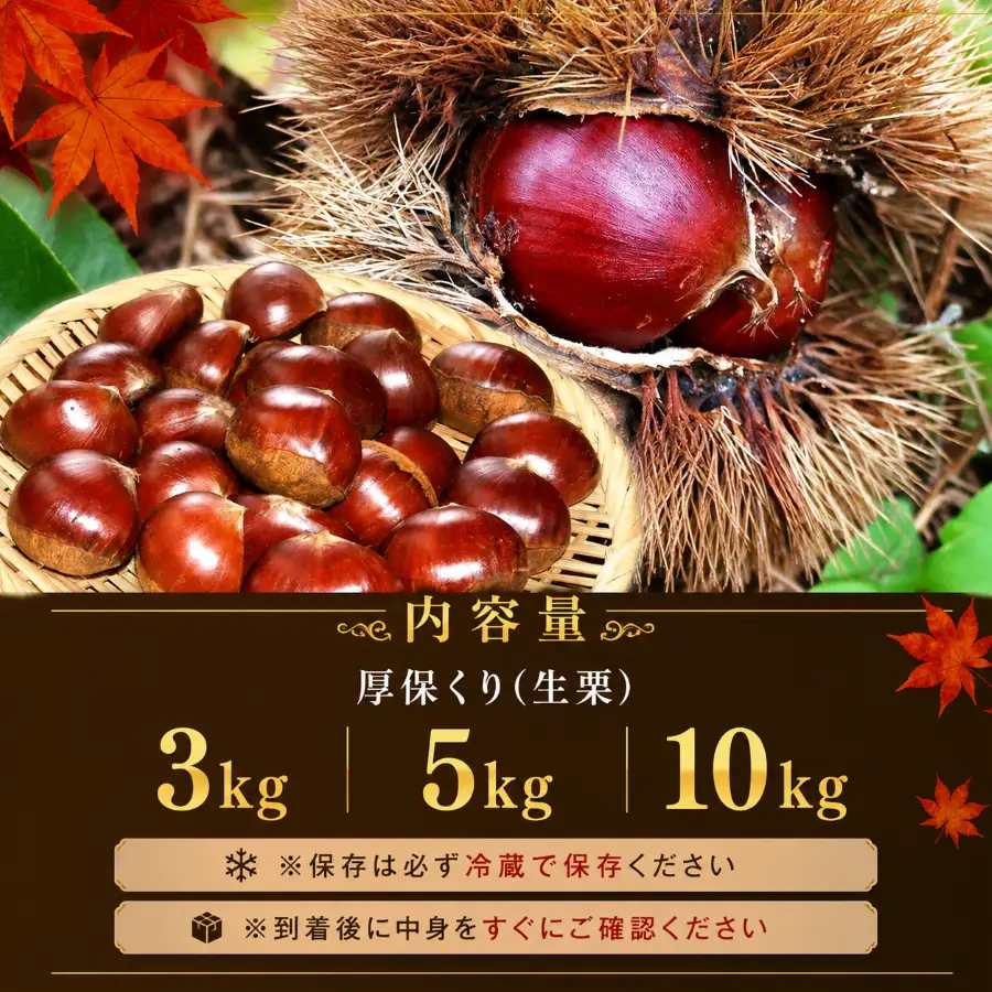 新鮮な栗 4Lサイズ 50kg JA山口美祢産 先行予約】甘くて デカい ! 厚保くり ( 生栗 ) 5kg 山口美祢産 先行