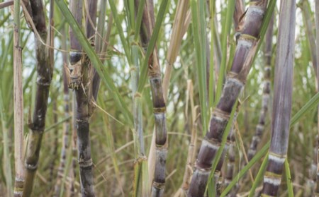 黒糖 渡久地さんの愛情たっぷり「宜野座の純黒糖」 200g×8袋
