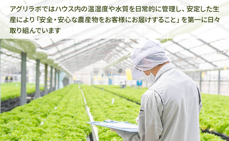 美濃国やさいセット 野菜 野菜セット レタス フリルレタス