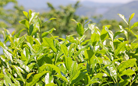 はるほのか緑茶小町 50g×5袋セット 緑茶 粉末 小野産 山口茶 BR01_1-FN ｜ 緑茶 緑茶 緑茶 緑茶山口県 宇部市