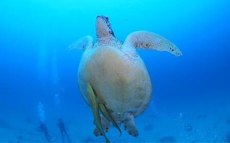 チケット ファンダイビング ｜ 中級 2DIVE×1名様 万座近海【恩納村ラグーン】