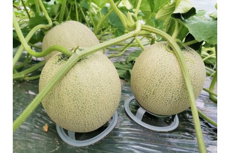 とろける舌触り！北海道栗山町東山農場産キングメロン 1玉