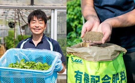 温室野菜 sano 　生バジルソース 料理 イタリア料理 新鮮 香り 温室栽培 無添加 おすすめ 人気 厳選 袋井市 加工食品 食用油 