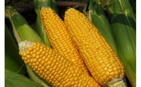 スイートコーン 約3kg 「京築の恵み」【令和8年6月上旬～6月下旬発送】 [ABAW001] 