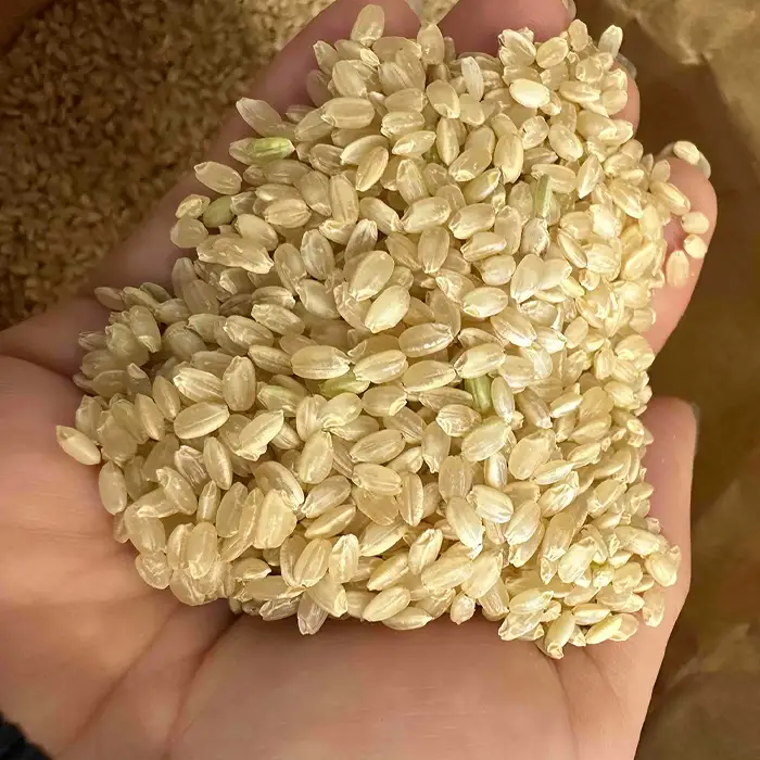 コシヒカリ　玄米10kg 埼玉県産　鴻巣市　川里　アサヒ農研　単一原料米　送料無料 No.075