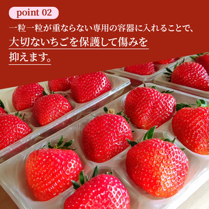 先行予約 【いちご 完熟 あすかルビー 約540g(270g× 2パック ) 佃農園のこだわり フルーツ 果物 旬 産地直送 旬のフルーツ 旬の果物 お取り寄せ デザート イチゴ 苺 冷蔵 奈良 奈良県 大和郡山市 BN001