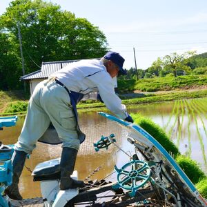 信州 長野県産 特A こしひかり 5kg 田端さくら米 コシヒカリ 新米 令和7年産
