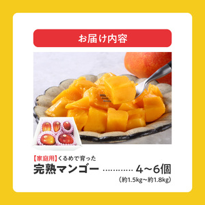 【2026年6月以降お届け】【家庭用】くるめで育った完熟マンゴー（4～6個：約1.5～1.8kg）_家庭用 トロ～ッと口のなかでとろける くるめで育った 完熟マンゴー 4個 ～ 6個 甘い 子供も安心 フルーツ 果物 果実 マンゴー 完熟 国産 家庭用 訳あり 冷蔵 クール便 倉重農園 お取り寄せ 福岡県 久留米市 送料無料 〔Fm008〕