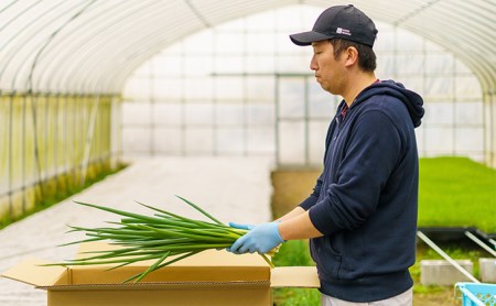 【4か月定期便】生産農家直送 京野菜・九条ねぎ2kg〈定期便 ねぎ ネギ 葱 九条ねぎ 京野菜 京都 新鮮 甘い 農家直送 野菜〉 4ヶ月 4回 