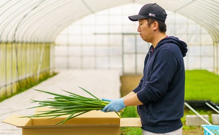 【6か月定期便】生産農家直送 京野菜・九条ねぎ2kg〈定期便 ねぎ ネギ 葱 九条ねぎ 京野菜 京都 新鮮 甘い 農家直送 野菜〉 6ヶ月 6回 半年 