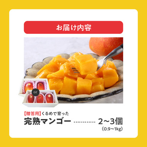 【2026年6月以降お届け】くるめで育った完熟マンゴー （2～3個：約0.9kg～1kg）_先行予約 完熟マンゴー 2個 ～ 3個 0.9kg ～ 1kg 贈答用 久留米産 とろける 甘い フルーツ トロピカルフルーツ 果物 マンゴー 完熟 高糖度 人気 国産 地植栽培 冷蔵 クール便 倉重農園 お取り寄せ お取り寄せフルーツ 食べ物 食品 福岡県 久留米市 送料無料 〔Fm010〕
