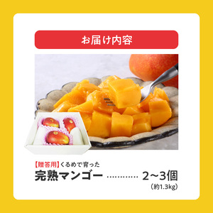 【2026年6月以降お届け】くるめで育った完熟マンゴー(2～3個：約1.3kg)_贈答用 完熟マンゴー 2個～3個 約 1.3kg 久留米産 完熟 マンゴー 国産 とろける 甘さ 地植え フルーツ トロピカルフルーツ アップルマンゴー 果物 デザート 冷蔵 クール便 倉重農園 お取り寄せ お取り寄せフルーツ 福岡県 久留米市 送料無料 〔Fm011〕