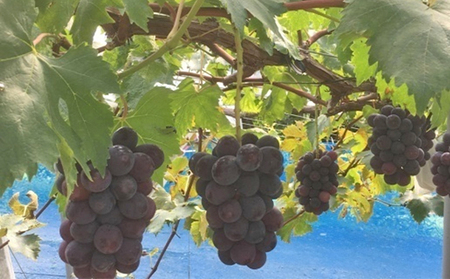 ぶどう食比べセット 2房 合計1kg前後 葡萄 フルーツ 岡山 高梁市産 ぜきお農園 ぶどうclub 2026年 先行予約 果物類 マスカット 果物 