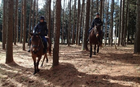 乗馬 体験 まきば軽井沢 4級乗馬ライセンス取得コース 体験チケット 