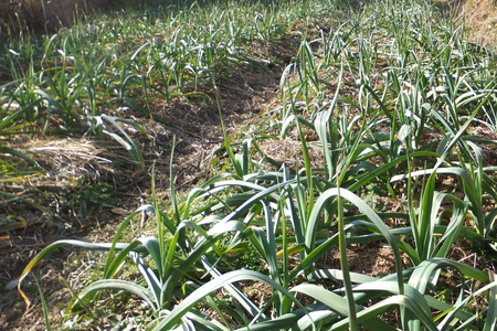 黒にんにく(200g×3袋)《国産・自家農園栽培・農薬不使用》 [甲斐自然派農園 宮崎県 日向市 452060130]
