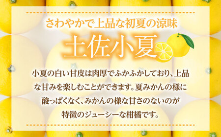 【先行予約】土佐小夏 約2.5kg 18個前後 Mサイズ〈2026年4月中旬-2026年7月中旬頃発送〉/ 日向夏 オレンジ ニューサマーオレンジ 日向夏 オレンジ ニューサマーオレンジ [ATAH003]